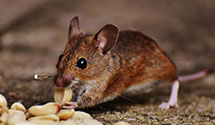 24 Hour & Emergency Exterminators in Chignik, AK